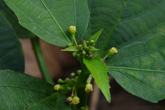 Baliospermum montanum